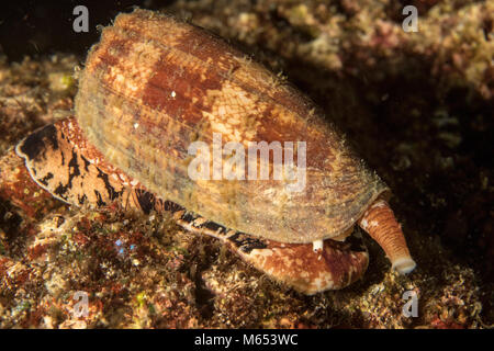 Conus Geographus ist die tödlichste Kegel Schnecke in der Welt. Hier ist es die Jagd auf einem seamount in Papua Neuguinea gefunden. Stockfoto