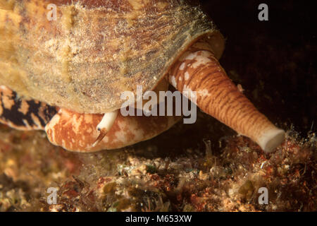 Conus Geographus ist die tödlichste Kegel Schnecke in der Welt. Hier ist es die Jagd auf einem seamount in Papua Neuguinea gefunden. Stockfoto