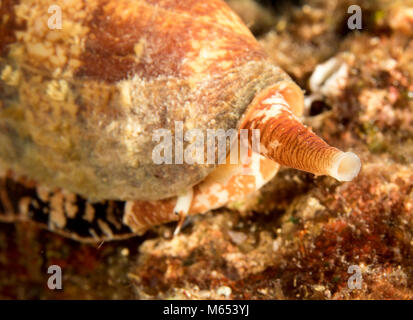 Conus Geographus ist die tödlichste Kegel Schnecke in der Welt. Hier ist es die Jagd auf einem seamount in Papua Neuguinea gefunden. Stockfoto