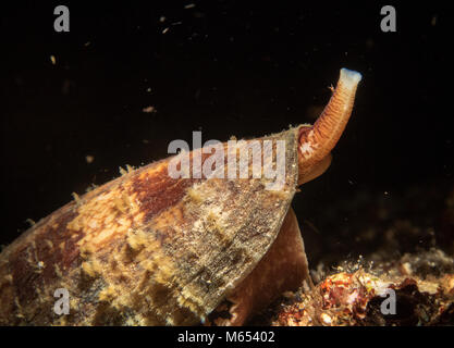 Conus Geographus ist die tödlichste Kegel Schnecke in der Welt. Hier ist es die Jagd auf einem seamount in Papua Neuguinea gefunden. Stockfoto