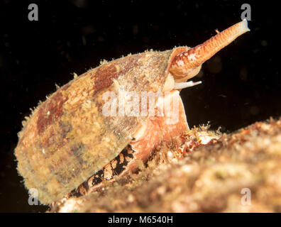 Conus Geographus ist die tödlichste Kegel Schnecke in der Welt. Hier ist es die Jagd auf einem seamount in Papua Neuguinea gefunden. Stockfoto