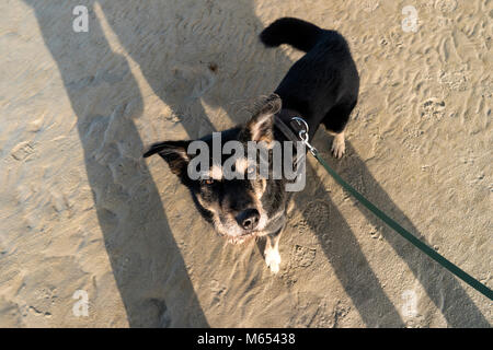 Hund am Strand von St. Peter-Ording in Deutschland Stockfoto