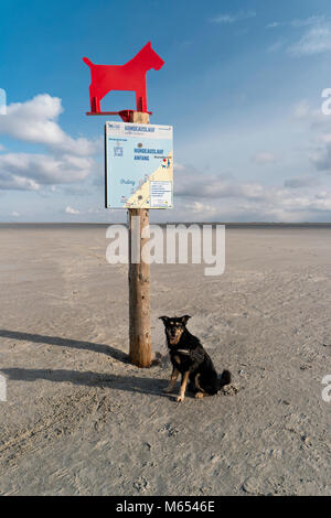 Hund am Strand von St. Peter-Ording in Deutschland Stockfoto