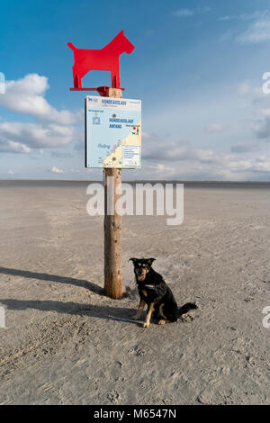 Hund am Strand von St. Peter-Ording in Deutschland Stockfoto