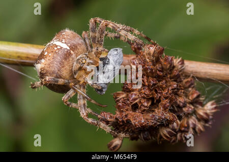 Gartenkreuzspinne (Araneus diadematus) auf eine Pflanze Stamm, der seine Beute eingehüllt. Tipperary, Irland Stockfoto