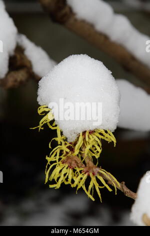 Schnee hatted Hamemelis Stockfoto