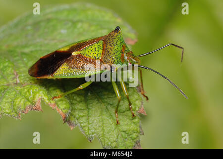 Weißdorn Shieldbug Erwachsener (Acanthosoma haemorrhoidale) ruht auf dornbusch Blatt. Tipperary, Irland Stockfoto