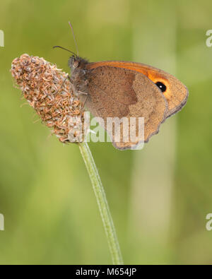 Wiese Braun butterfly (Pyrausta aurata) mit geschlossenen Flügeln auf wegerich Stammzellen thront. Tipperary, Irland Stockfoto