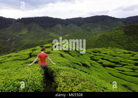 Westliche Frau in orange Outfit unter Tee Felder auf Teeplantagen in den Cameron Highlands, Malaysia. Stockfoto