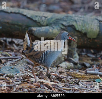 Wasser-Schiene, Rallus aquaticus Stockfoto