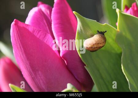 Eine kleine Schnecke kriecht auf lila Tulpen Stockfoto