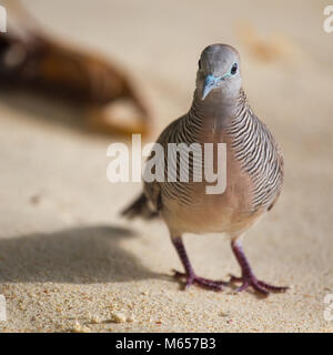 Zebra Dove (Geopelia Striata) am Strand von Praslin, Seychellen. Stockfoto