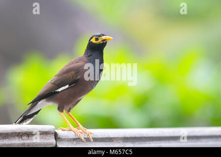 Gemeinsame Myna (Acridotheres Tristis) auf Praslin, Seychellen. Stockfoto