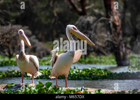 Zwei große weiße Pelikane oder Pelecanus onocrotalus Stockfoto