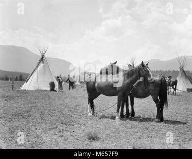 1920 s zwei Pferde stehen PFLEGE JEDER ANDEREN SEITE AN SEITE IN BLACKFOOT INDIAN VILLAGE BRITISH COLUMBIA KANADA - ich 141 HAR 001 HARS SÄUGETIERE TIPI KANADISCHEN COLUMBIA VERBINDUNG TEPEE ZUSAMMENARBEIT NATIVE AMERICAN ZUNEIGUNG VERHALTEN MÄNNER SÄUGETIER INDIANER TIPIS B&W SCHWARZ UND WEISS BLACKOUT EINANDER VON VORN NACH HINTEN, UM DIE GEGENSEITIGE ALTMODISCHE PERSONEN TETHERED TIPIS WIGWAM Stockfoto