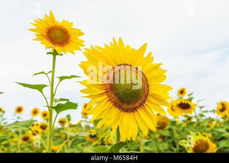 Blühende Sonnenblumen in das Feld Stockfoto