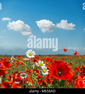 Sommer Blumen in der Wiese und Wolken über ihm. Poppy und Gänseblümchen im sonnigen Tag Stockfoto