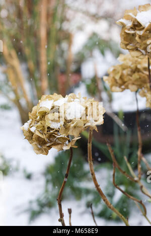 Schnee Hydrangea Blütenköpfe im Winter. Stockfoto