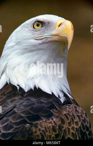 Leiter der WEISSKOPFSEEADLER Haliaeetus Leucocephalus-kb 12025 RSS 001 HARS FREIHEIT ERFOLG STABILITÄT EIN TIER VISION FLÜGEL KOPF UND SCHULTERN FEDERN SCHUTZ STÄRKE SIEG MUT VOGELGRIPPE NIEMAND mächtig stolz 1990 s BEHÖRDE PATRIOT POLITIK ROYAL CLOSE-UP PATRIOTISCHEN STARE WARMBLÜTIGER WIRBELTIERE PREDATOR SYMBOLISCHEN VÖGEL KRALLE GEFIEDERTEN ANGELN EAGLE HAWK JÄGER PATRIOTISMUS PIEBALD RAPTOR REGAL WEISS VORANGEGANGEN WILDLIFE GEFLÜGELTE TIERE VÖGEL WEISSKOPFADLER KOPF SCHNABEL ZWEIBEINIGEN RAUBVOGEL leuchtend gelb dunkel braun zur EIABLAGE HALIAEETUS LEUCOCEPHALUS KOPF GESCHOSSEN NATIONALEN TIER NATIONALEN VOGEL GEFIEDER Stockfoto
