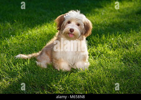 Gerne Schokolade farbige Havaneser Welpe Hund sitzt im Gras und Kamera Stockfoto