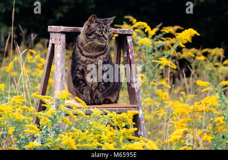 Katze AUF LEITER IM BEREICH DER GOLDENRODS-kc 11935 GER 002 HARS SAISON BEGLEITER EINSAMER BEOBACHTEN TEXTUR PREDATOR BLOOM ZUVERSICHTLICH HAUSKATZEN HAUSKATZEN GRAUE JÄGER KITTY LOYALITÄT SÄUGETIER BARSCH SERENE WILDBLUMEN AGILE ALLERGEN TIERE KATZE BRAUN TABBY HÄUSLICH FURRY GOLDRUTE ANMUTIGE LOOKOUT BEOBACHTEND POLLEN SCHNURREN PUSSYCAT SOMMERLICH Stockfoto