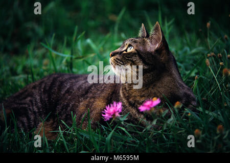 Braun TABBY KATZE LIEGEND IM GRAS SUCHEN-kc 11937 GER 002 HARS GRAU SUCHEN DER LOYALITÄT SÄUGETIER DARSTELLEN TIERE KATZE GEZÜGELTE BRAUN TABBY HÄUSLICH FURRY SCHNURREN PUSSYCAT Stockfoto
