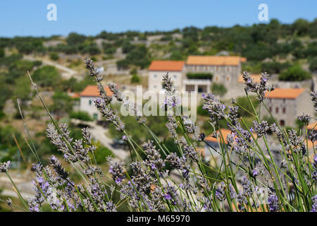 Blick auf Velo Grablje, ein Dorf auf der Insel Brac, Kroatien, wo Lavendel für Jahre destilliertes wurde Stockfoto