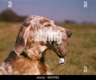 Leber BELTON ENGLISH SETTER HUND KOPF PROFIL HOLDING TOT NORTHERN BOBWHITE WACHTEL (Colinus virginianus) VOGEL IM MUND IM FREIEN-KD1063 HAR 001 HARS WACHTEL ABRUFEN SETTER BIRD DOG BOBWHITE WACHTELN COLINUS VIRGINIANUS LEBER BELTON LEBER FLECKE NORTHERN BOBWHITE ALTMODISCHE ABRUFEN WEICHEN MUND TRICOLOR VIRGINIA WACHTEL Stockfoto