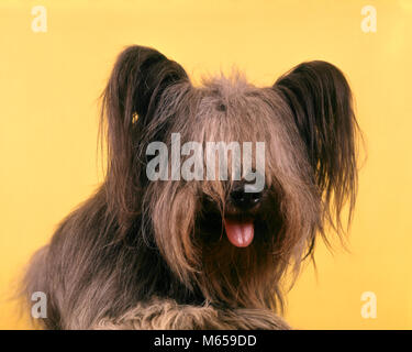 1970 SHAGGY DOG PORTRAIT SEHR LANGES HAAR TERRIER AUS ZUNGE-KD2172 HAR 001 HARS UNGEPFLEGT Stockfoto