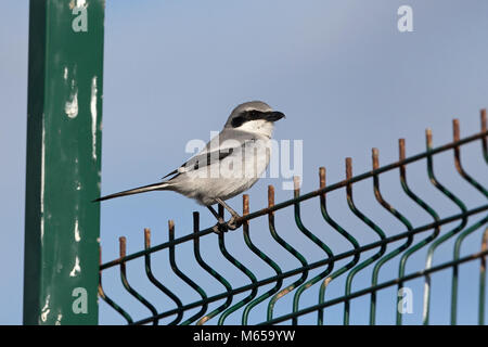 Southern Grey Shrike (Lanius meridionalis koenigi) Stockfoto