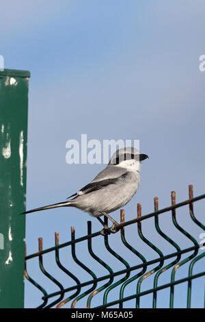 Southern Grey Shrike (Lanius meridionalis koenigi) Stockfoto