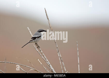 Southern Grey Shrike (Lanius meridionalis koenigi) Stockfoto