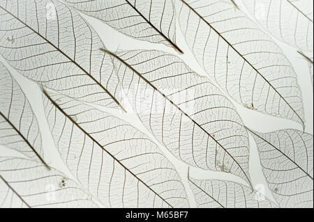 Textur und Muster der Skelett getrocknete Birkenblätter von unten beleuchtet. Diagonale Linien von Adern und die Form des Blattes. Stockfoto