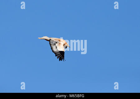 Schmutzgeier (Neophron percnopterus majorensis) Stockfoto