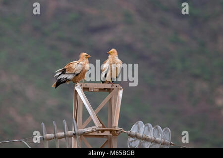 Schmutzgeier (Neophron percnopterus majorensis) Stockfoto