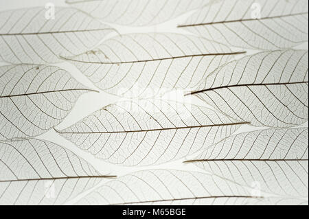 Textur und Muster der Skelett getrocknete Birkenblätter von unten beleuchtet. Diagonale Linien von Adern und die Form des Blattes. Stockfoto