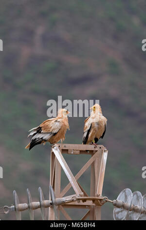 Schmutzgeier (Neophron percnopterus majorensis) Stockfoto