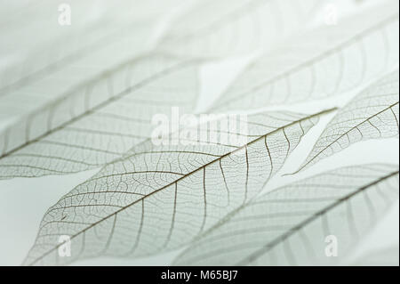 Textur und Muster der Skelett getrocknete Birkenblätter von unten beleuchtet. Diagonale Linien von Adern und die Form des Blattes. Stockfoto