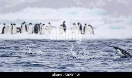 Eine Adelie Pinguin schwimmen die Schweinswale" hinter anderen Adelie Pinguine stehen auf einer Eisscholle in der Hoffnung Bucht, Antarktis. Stockfoto