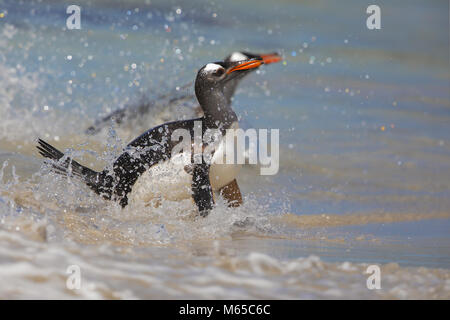 Gentoo penguin Stockfoto