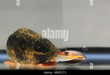 Eine penniform Kegel Schnecke spritzt sein Gift in einen schlangenkopf cowry im Labor Bedingungen während der Vorbereitung zu füttern. Das Gift enthält so viele wie 100 d Stockfoto