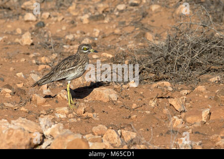 Stein - Curlew (Burhinus oedicnemus insularum) Stockfoto