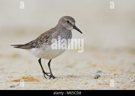 White-rumped Sandpiper Stockfoto