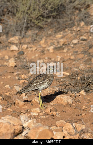 Stein - Curlew (Burhinus oedicnemus insularum) Stockfoto