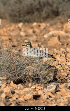 Stein - Curlew (Burhinus oedicnemus insularum) Stockfoto