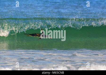 Gentoo penguin Stockfoto