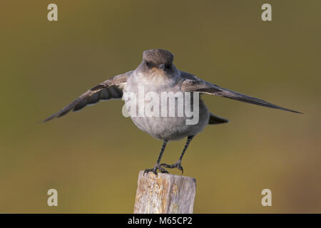 Dark-faced Boden - Tyrann Stockfoto