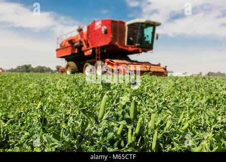 Nahaufnahme eines Pod von Erbsen mit einem roten Mähdrescher arbeiten an einem kommerziellen Erbse Farm Stockfoto