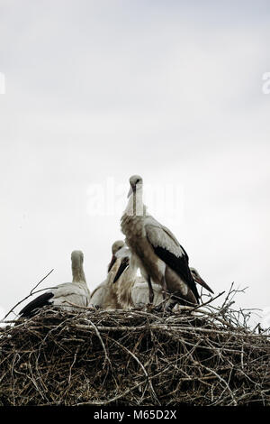 Störche in der Natur sitzen im Nest Stockfoto