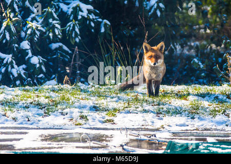 Red Fox draußen im Garten im Schnee Stockfoto